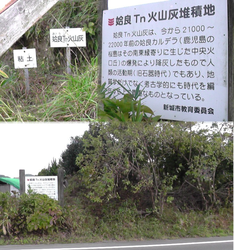 国道３０１号線沿いの姶良Tn火山灰堆積地。火山灰のうち、空中高く吹き上げられ、偏西風に 乗って東方へ飛んでから地上に降下したものが姶良Tn火山灰 (AT) となったといわれます。 姶良Tn火山灰 googleマップ： 姶良Tn火山灰堆積地