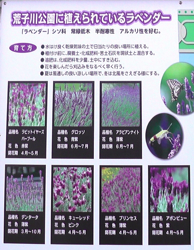 ２０１９．０６．１１撮影。