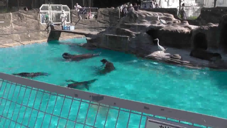 アシカ園でも2羽が狙っています。