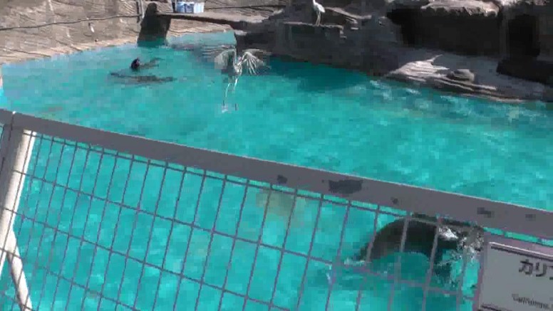アシカ園でも2羽が狙っています。 第9部参照 チャンスとみて飛び立ちました１。 チャンスとみて飛び立ちました２。