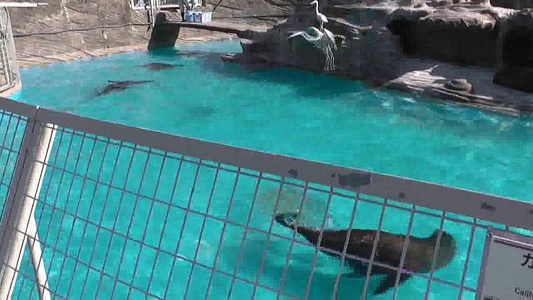 アシカ園でも2羽が狙っています。 第9部参照 チャンスとみて飛び立ちました１。 チャンスとみて飛び立ちました２。