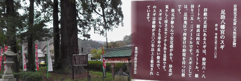 足助八幡宮のスギ。