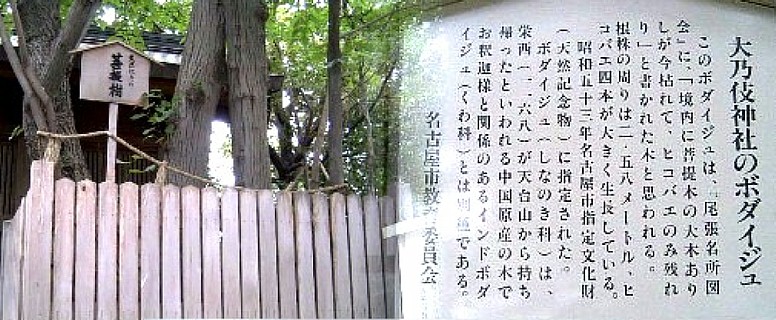 大乃伎神社菩提樹