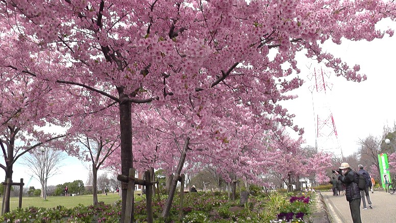 2020年3月3日撮影 戸田川緑地・港区で河津桜を楽しむ