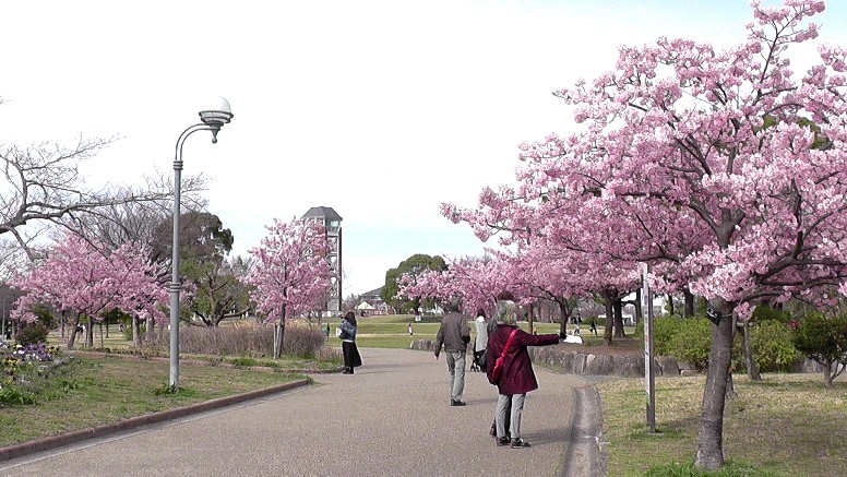 農業文化園・港区で河津桜を楽しむ とだがわこどもランド 第1部 第2部 農業文化園・戸田川緑地。 第1部 第2部