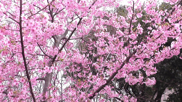 写真内の文字は翻訳できません。 宇宙衛星から見た名古屋市（三地区） 名古屋市（南部） 名古屋市（北部） 名古屋市（東部） 世界のメダカ館特集（その１） １７年ぶりに「世界のメダカ館」のHD動画を撮影の予定したが現在閉館中のため 当時の動画を