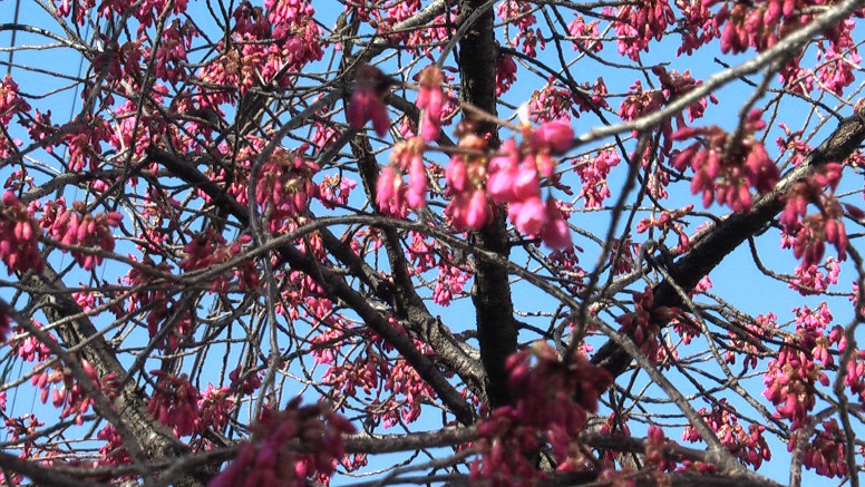 咲きはじめました緋寒桜。2013.3.14日午後撮影