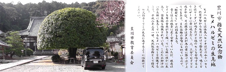 大恩寺境内のヒメハルゼミ生息地の説明板(右)。左は境内の「シラカシ」の木で綺麗な姿で 迎えてくれます。