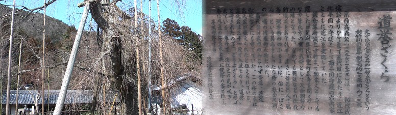 道誉(どうよ)さくら。えぞひがんさくらの一種で糸さくらともいう。樹齢約300年樹高 約20メートル、周り2.3メートル。淡紅色の花が咲き、参道の桜と共に観桜客で 賑わうと記されています。
