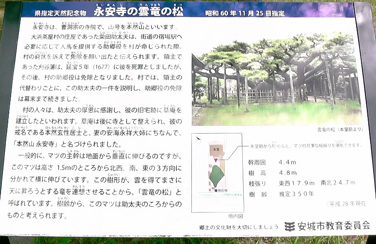 永安寺雲竜の松。