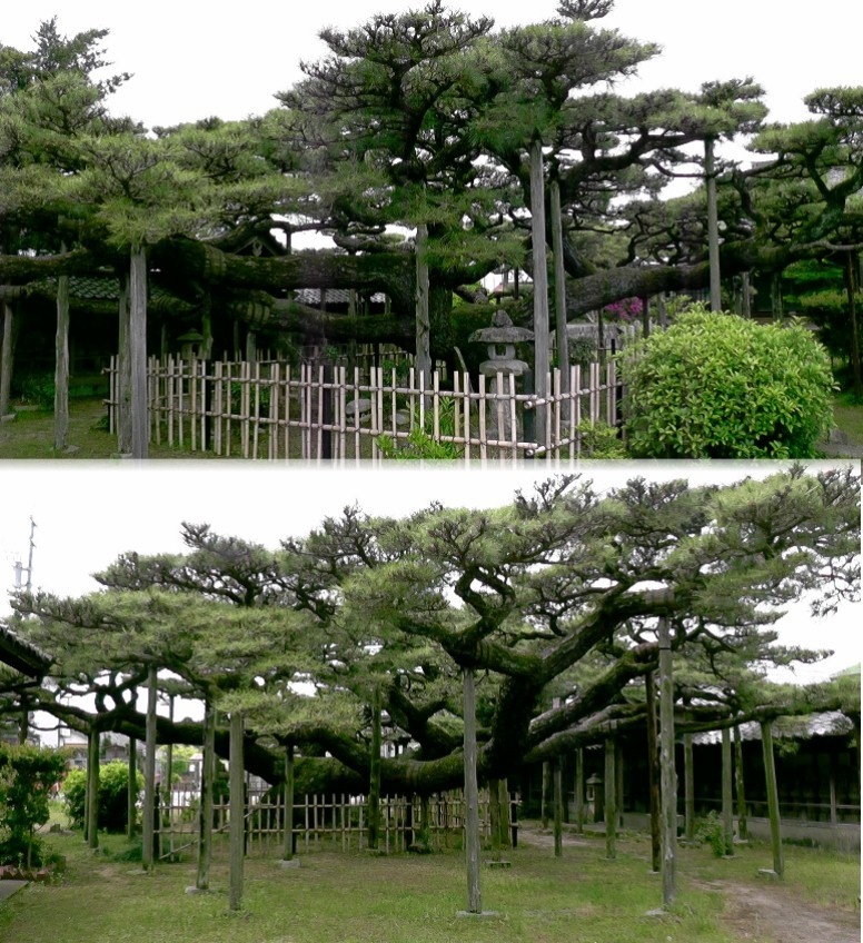 雲竜の松、正面南側（上）。裏北側（下）