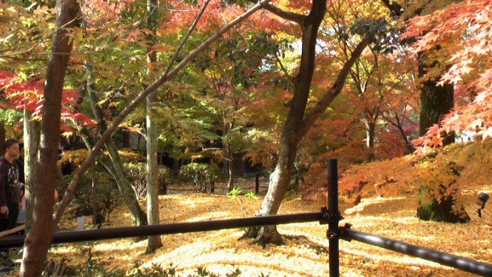 永観堂、落ち葉が素晴らしく綺麗で印象的です。