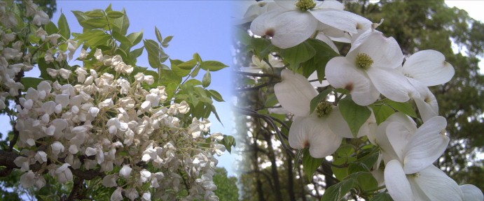 白い品種の藤と はなみずき フラワーセンター付近は名城公園駅が便利です。