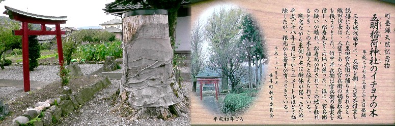 五明稲荷神社境内のイチョウの木。