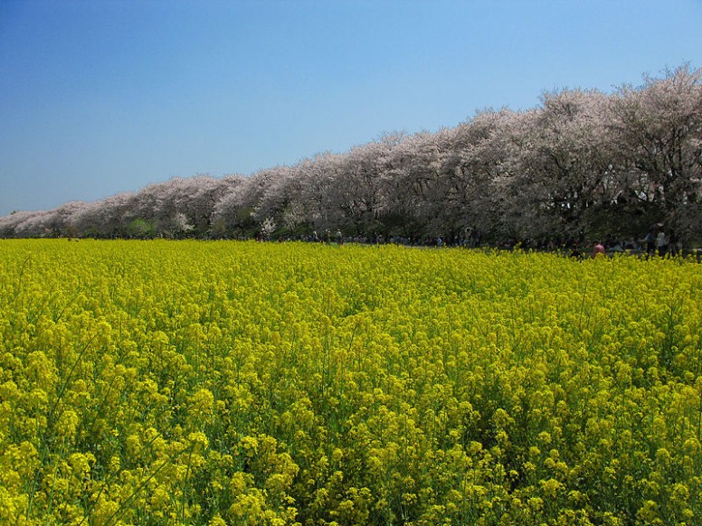 権現堂堤とアブラナ。クリエイティブ・コモンズ 表示-継承ライセンスの下で利用可能です 権現堂堤。 幸手市権現堂堤のヒガンバナ（曼珠沙華）花の名所 幸手市観光 権現堂堤