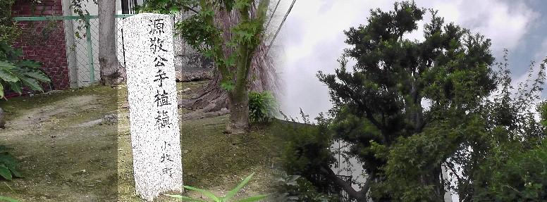 敷地内の源敬公手植えの大きな槙（６～７ｍ）が目立ちます。