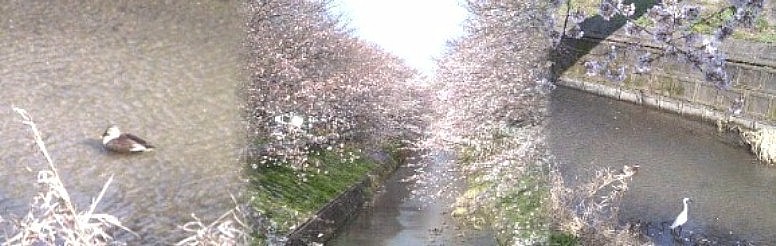 åŸ¡çšæ°Žè·¡è¡åã®æ¡ã