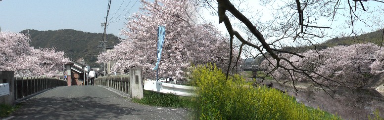 旧東海道の御油橋と音羽川の桜、2011.4.11撮影