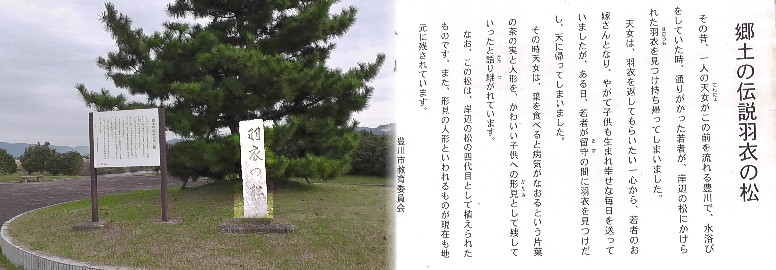 羽衣の松。 羽衣の松