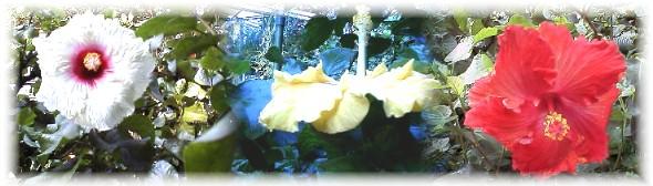 大温室のハイビスカス（no.13）