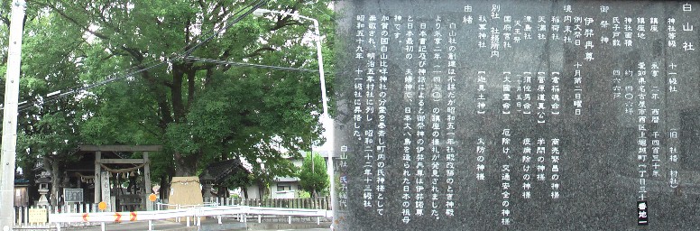 社の正面に立つ大楠は日露戦争後植えたもので１９９６年２月名古屋市都市景観重要建築物 に指定された。 白山社