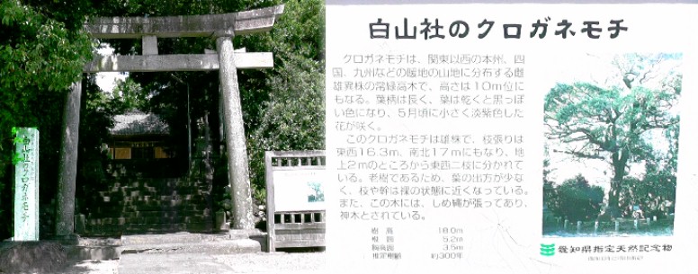 白山社とクロガネモチの案内板。