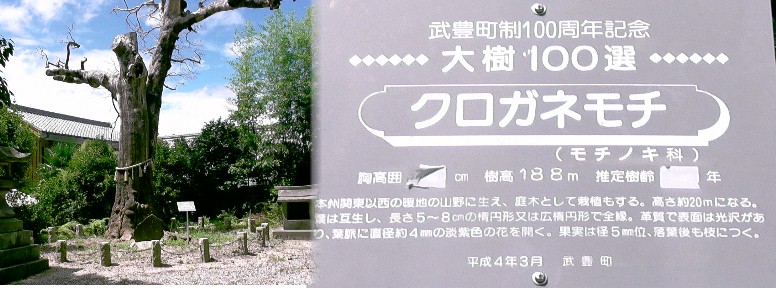 白山社のクロガネモチ。2020.3.26東海テレビ放送によると現在この木は枯れて無く 記念の石碑が見られました。