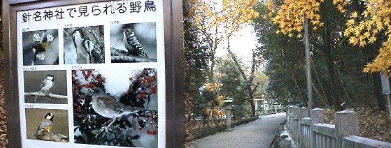 慈眼寺から更に２００メートル南へ行ったところにあるこの針名神社は 広大な自然林に囲まれ野鳥の保護区になっております。社殿等も参道も立派な神社です。 平針駅周辺案内（その1） 平針駅周辺案内（その2） 平針駅周辺案内（その３、しだれ梅） 平針