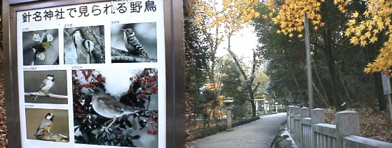 慈眼寺から更に200メートル南へ行ったところにあるこの針名神社は広大な自然林に 囲まれ野鳥の保護区になっております。社殿等も参道も立派な神社です。平針駅と重複。