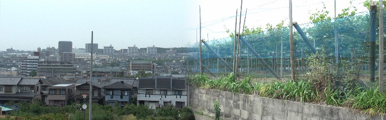 市街地では珍しい広い葡萄畑（右）と八幡社の境内から見る市街地。