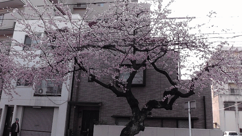 名古屋で一番早く咲く桜がまもなく満開となります。高岳駅下車。