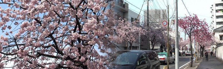 名古屋で一番早く咲く桜を植えていただきたいと地元の希望で、大寒桜 (オオカンザクラ) 桜通線・高岳駅が便利。
