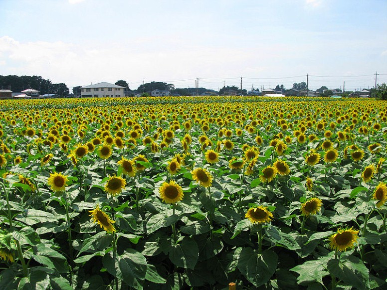 野木町のひまわりフェスティバルのひまわり畑（栃木県野木町大字野木地内）。 クリエイティブ・コモンズ 表示-継承ライセンスの下で利用可能です。 第27回ひまわりフェスティバル 2018