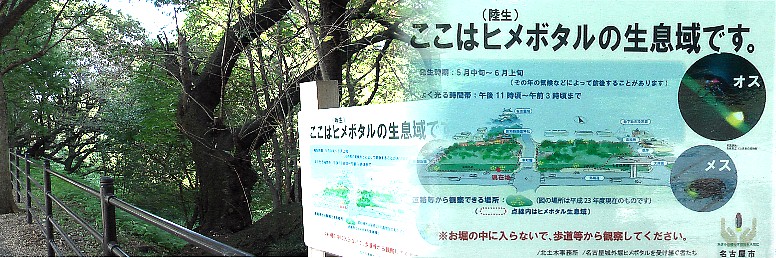 外堀通り沿いの堀の中が生息域です。