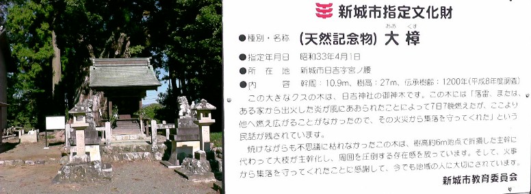 日吉神社境内の大楠。