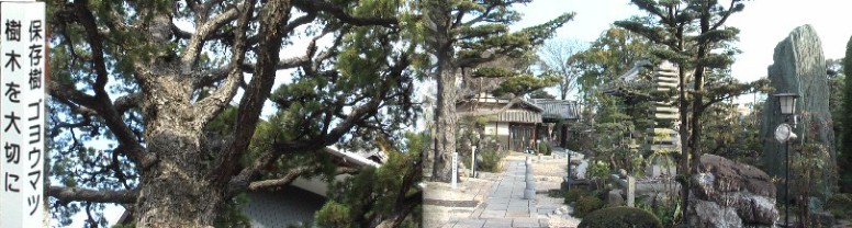 左は境内の五葉松で盆栽しか知らない巨木で市の保存樹です。 リンク：ウイキペデイア：五葉松 右は境内の庭園。