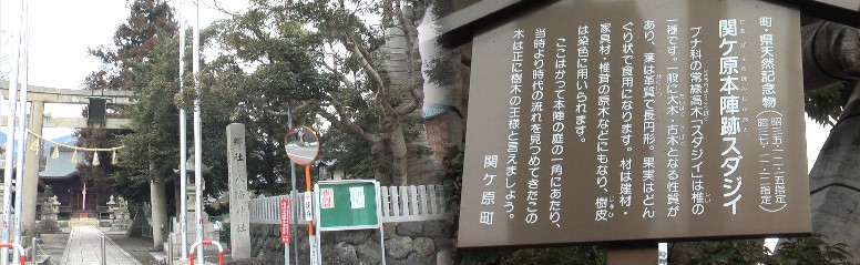 この巨木・スダジイが関ケ原本陣の庭の一角であった。