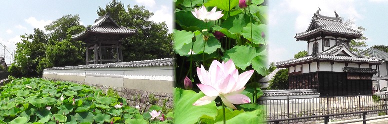本証寺は城のごとく周囲に外堀が作られ今は綺麗な蓮の花が咲いていました（中）。 ２０１４、６、２９日撮影。
