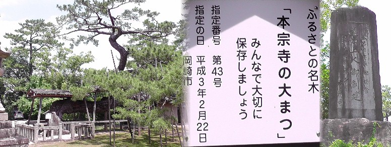 本宗寺境内にある見事な松の風情です。