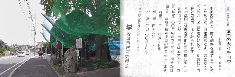 堀内の大イチョウ。