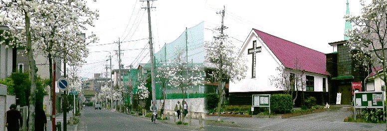 日本福音ルーテル教会。旧復活ルーテル教会 1953(昭和28)年登録有形文化財。 左は教会前の満開「ハクモクレンの花」。 リンク:日本福音ルーテル教会