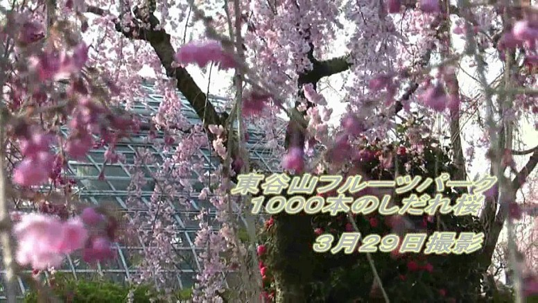 名古屋桜名所案内 (シダレザクラまつり特集)