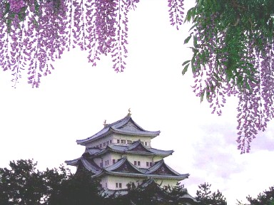 北外堀に沿って総延長660メートル（中日新聞）の 藤の回廊があり市内随一の藤の名所 ボンボリの明かりも付けられ6－７分咲き、4月23日18時撮影