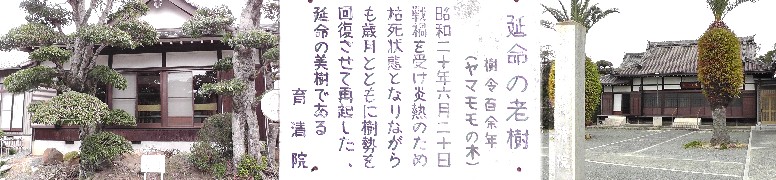 育清院（右）。左は境内の延命の老樹です。説明文