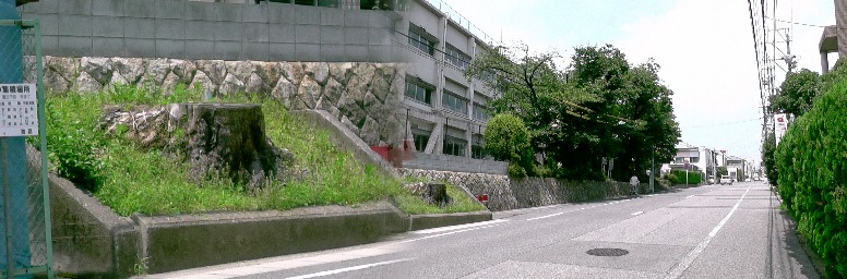 東海道一本松はその後松食い虫に侵され伐採されました（左）。２０１６．７．２撮影。