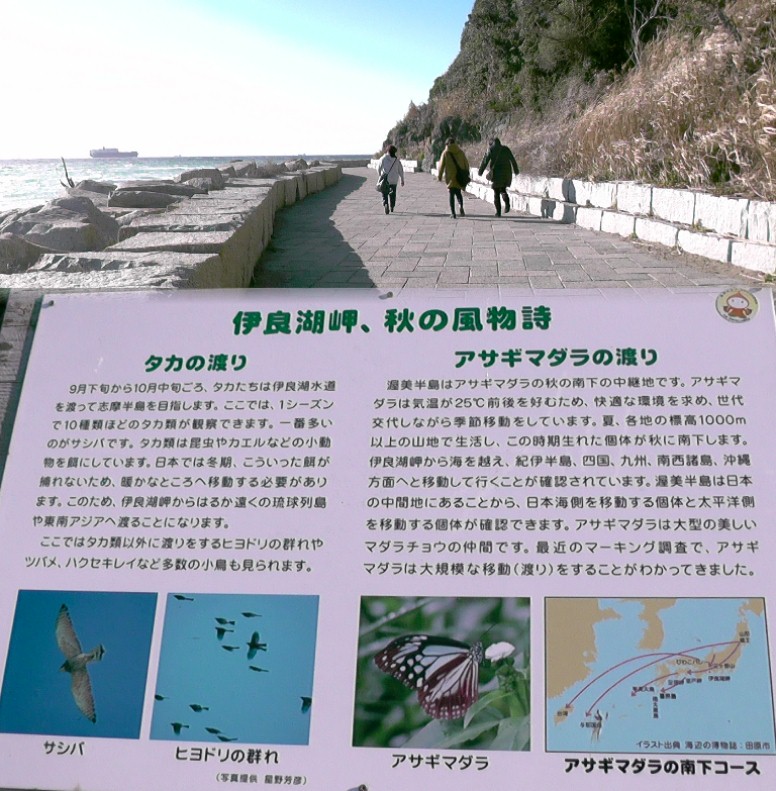 伊良湖岬灯台へ行く遊歩道と案内板。