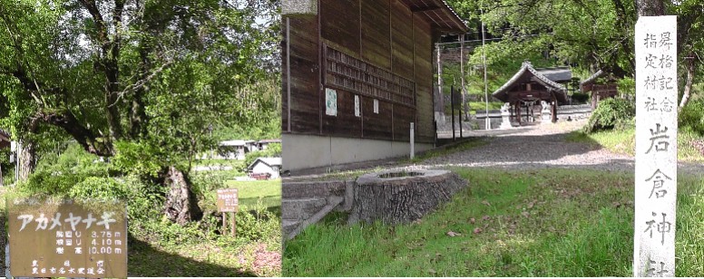 左：岩倉神社境内の老齢化した「アカメヤナギ」。右：岩倉神社と「岩倉神社舞台」の建物。