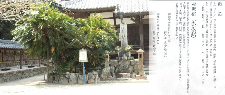 宿場の旅籠(大橋屋)に描かれた「蘇鉄」が明治20年ころ、ここ浄泉寺に 移植されたと記されている。