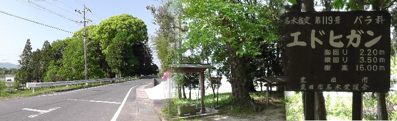 十二神社境内に立っています（右）。左は十二神社の森。