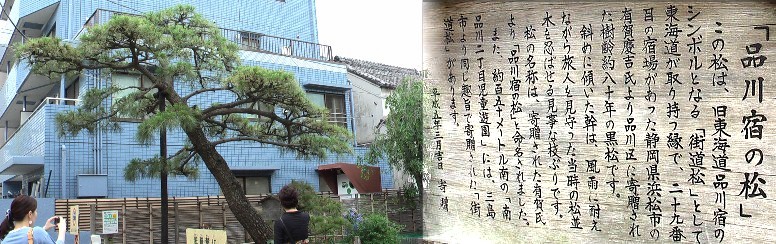 浜松宿の松並木。